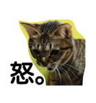 猫の最中さん②（個別スタンプ：5）