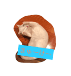 ニャンコスタンプ（個別スタンプ：1）