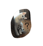 ニャンコスタンプ（個別スタンプ：2）