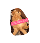 ニャンコスタンプ（個別スタンプ：3）