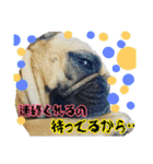 土屋家の犬猫2（個別スタンプ：1）