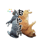 土屋家の犬猫2（個別スタンプ：2）