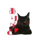 土屋家の犬猫2（個別スタンプ：5）