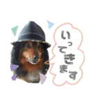 土屋家の犬猫2（個別スタンプ：7）
