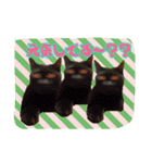 土屋家の犬猫2（個別スタンプ：11）
