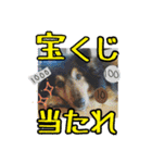 土屋家の犬猫2（個別スタンプ：12）