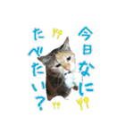 土屋家の犬猫2（個別スタンプ：13）