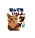 土屋家の犬猫2（個別スタンプ：14）