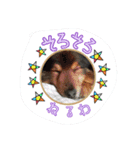 土屋家の犬猫2（個別スタンプ：16）