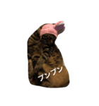 ニャンちゃんの日常会話part2（個別スタンプ：6）