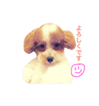 marulifespecial（個別スタンプ：1）