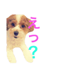 marulifespecial（個別スタンプ：9）