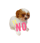 marulifespecial（個別スタンプ：12）