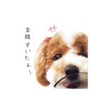 marulifespecial（個別スタンプ：19）
