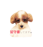 marulifespecial（個別スタンプ：23）