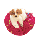 marulifespecial（個別スタンプ：24）