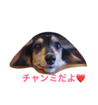 ミニチュアダックスちゃみたん（個別スタンプ：8）