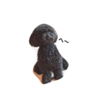 黒ぷー  はぴおくん（個別スタンプ：4）