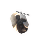 黒ぷー  はぴおくん（個別スタンプ：5）