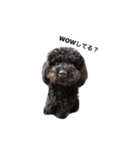 黒ぷー  はぴおくん（個別スタンプ：6）