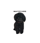 黒ぷー  はぴおくん（個別スタンプ：8）