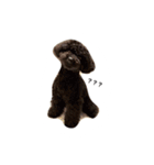 黒ぷー  はぴおくん（個別スタンプ：9）