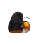 黒ぷー  はぴおくん（個別スタンプ：10）