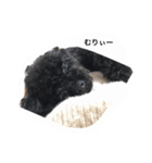 黒ぷー  はぴおくん（個別スタンプ：11）