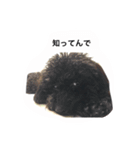 黒ぷー  はぴおくん（個別スタンプ：13）
