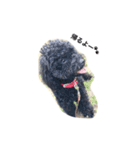 黒ぷー  はぴおくん（個別スタンプ：14）