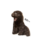 黒ぷー  はぴおくん（個別スタンプ：17）