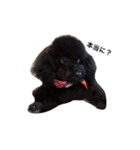 黒ぷー  はぴおくん（個別スタンプ：18）