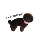 黒ぷー  はぴおくん（個別スタンプ：20）
