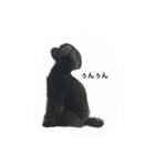 黒ぷー  はぴおくん（個別スタンプ：22）