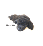 黒ぷー  はぴおくん（個別スタンプ：23）