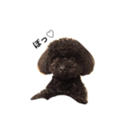 黒ぷー  はぴおくん（個別スタンプ：25）