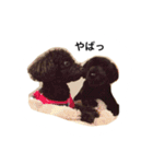 黒ぷー  はぴおくん（個別スタンプ：27）