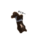 黒ぷー  はぴおくん（個別スタンプ：28）