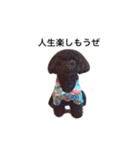 黒ぷー  はぴおくん（個別スタンプ：29）