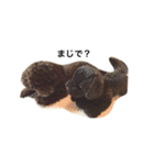 黒ぷー  はぴおくん（個別スタンプ：30）