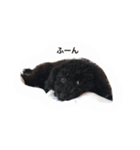 黒ぷー  はぴおくん（個別スタンプ：31）