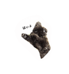 黒ぷー  はぴおくん（個別スタンプ：37）