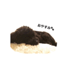 黒ぷー  はぴおくん（個別スタンプ：40）