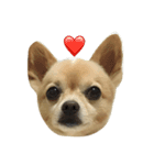 ミックス犬、小太郎のスタンプ（個別スタンプ：2）