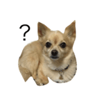 ミックス犬、小太郎のスタンプ（個別スタンプ：4）