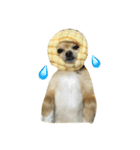 ミックス犬、小太郎のスタンプ（個別スタンプ：5）