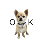 ミックス犬、小太郎のスタンプ（個別スタンプ：7）