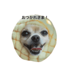ミックス犬、小太郎のスタンプ（個別スタンプ：8）