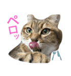 にゃんこの休日（個別スタンプ：1）