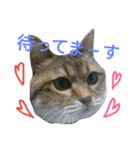 にゃんこの休日（個別スタンプ：4）